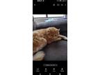 Adopt Simba a Orange or Red Maine Coon / Mixed (long coat) cat in Kissimmee