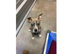 Adopt 55921982 a Brindle American Staffordshire Terrier / Mixed dog in Alvarado