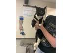 Adopt Sox a All Black Domestic Shorthair / Domestic Shorthair / Mixed cat in Los