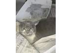 Adopt Cheeks a Gray or Blue Domestic Shorthair / Domestic Shorthair / Mixed cat