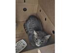 Adopt Guacameowle a Gray or Blue Domestic Shorthair / Domestic Shorthair / Mixed