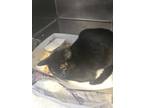 Adopt Iced Coffee a All Black Domestic Shorthair / Mixed Breed (Medium) / Mixed