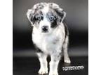 Australian Shepherd Puppy for sale in Pinehurst, TX, USA