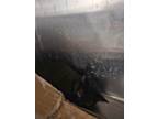 Adopt Morgana a All Black Domestic Shorthair / Domestic Shorthair / Mixed cat in