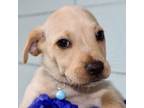 Adopt Duke a Labrador Retriever, Treeing Walker Coonhound