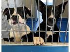 Adopt Layn a Black Mixed Breed (Medium) / Mixed dog in Lancaster, SC (41464473)