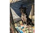 Adopt Ace a Black American Pit Bull Terrier / Mixed (short coat) dog in Palm