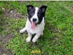 Adopt John a Black Australian Shepherd / Mixed dog in Rochester, MN (41464471)