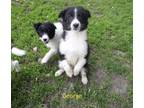 Adopt George a Black Australian Shepherd / Mixed dog in Rochester, MN (41464470)