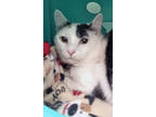 Adopt Patches a White Domestic Longhair / Domestic Shorthair / Mixed cat in