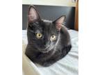 Adopt Bart a All Black Domestic Shorthair / Domestic Shorthair / Mixed cat in