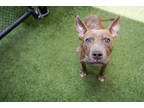 Adopt Marinara Sauce a Tan/Yellow/Fawn American Pit Bull Terrier / Mixed Breed