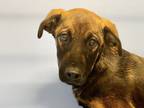 Adopt Chamomile a Black Mixed Breed (Medium) / Mixed dog in Georgetown