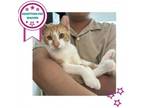 Adopt Sponge Cake a Domestic Short Hair