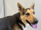 Adopt Hiccup a Brown/Chocolate German Shepherd Dog / Mixed dog in Georgetown