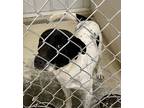 Adopt Jax a White Mixed Breed (Large) / Mixed dog in Boonville, IN (40648161)