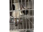 Adopt Siam a Brown or Chocolate Siamese / Domestic Shorthair / Mixed cat in