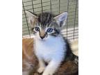 Adopt Pre-Cal a Brown Tabby Domestic Shorthair / Mixed Breed (Medium) / Mixed