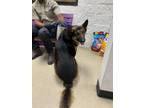 Adopt King a Tan/Yellow/Fawn German Shepherd Dog / Mixed dog in Fort Worth