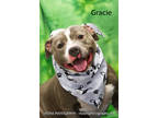 Adopt Gracie a Gray/Blue/Silver/Salt & Pepper Terrier (Unknown Type