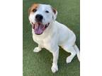 Adopt Camille a White Mixed Breed (Large) / Mixed dog in Jacksonville