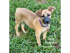 Adopt Josie a Mixed Breed (Medium) / Mixed dog in Conroe, TX (39361347)