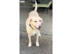 Adopt Daphne a Tan/Yellow/Fawn Labrador Retriever / Mixed dog in Graham