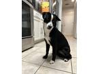 Adopt Bolt a Black - with White Labrador Retriever / Australian Shepherd / Mixed