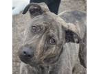 Adopt Grover a Brindle - with White Dutch Shepherd / American Staffordshire