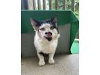 Adopt Tony Montana a Domestic Mediumhair / Mixed cat in Duncan, BC (41464567)