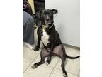 Adopt Rocky a Black - with White American Pit Bull Terrier / Labrador Retriever