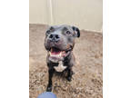 Adopt Rufus a Black American Pit Bull Terrier / Mastiff / Mixed dog in Detroit