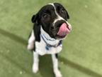 Adopt Captain Crunch a Black German Shorthaired Pointer / Mixed dog in Phoenix