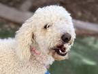 Adopt Cotton a White Poodle (Standard) / Mixed dog in Phoenix, AZ (41464561)