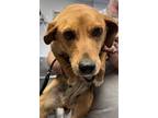 Adopt Brownie a Red/Golden/Orange/Chestnut Beagle / Mixed dog in Bowling Green