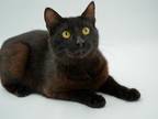 Adopt Shaka a All Black Domestic Shorthair / Domestic Shorthair / Mixed cat in