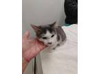 Adopt Pink Tutu a Gray or Blue Domestic Mediumhair / Domestic Shorthair / Mixed