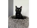 Adopt Sunny a Domestic Short Hair