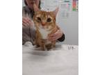 Adopt Literature a Orange or Red Domestic Shorthair / Domestic Shorthair / Mixed