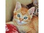 Adopt Carrot a Orange or Red Domestic Shorthair / Domestic Shorthair / Mixed cat