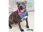 Adopt Looney a American Pit Bull Terrier / Mixed dog in Gautier, MS (41401282)