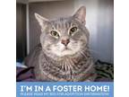 Adopt Luno a Gray or Blue Domestic Mediumhair / Domestic Shorthair / Mixed cat