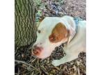 Adopt Charlie a White Mixed Breed (Large) / Mixed dog in Baltimore