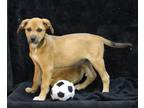Adopt Jezzie a Red/Golden/Orange/Chestnut Mixed Breed (Large) / Mixed dog in