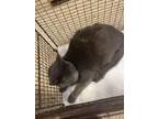 Adopt MARCUS a Domestic Short Hair