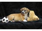 Adopt Hoyt a Red/Golden/Orange/Chestnut Mixed Breed (Large) / Mixed dog in