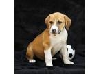 Adopt Royce a Red/Golden/Orange/Chestnut Mixed Breed (Large) / Mixed dog in