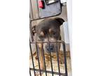 Adopt Liam a Brown/Chocolate Mixed Breed (Medium) / Mixed Breed (Medium) / Mixed