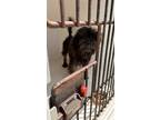 Adopt Chewbarka a Black Shih Tzu / Mixed dog in New Orleans, LA (41464526)