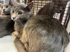 Adopt JERRY a Domestic Short Hair